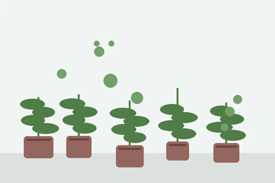 Moving Rooted Cuttings From Bench to Pot Without Breaking the New Root System